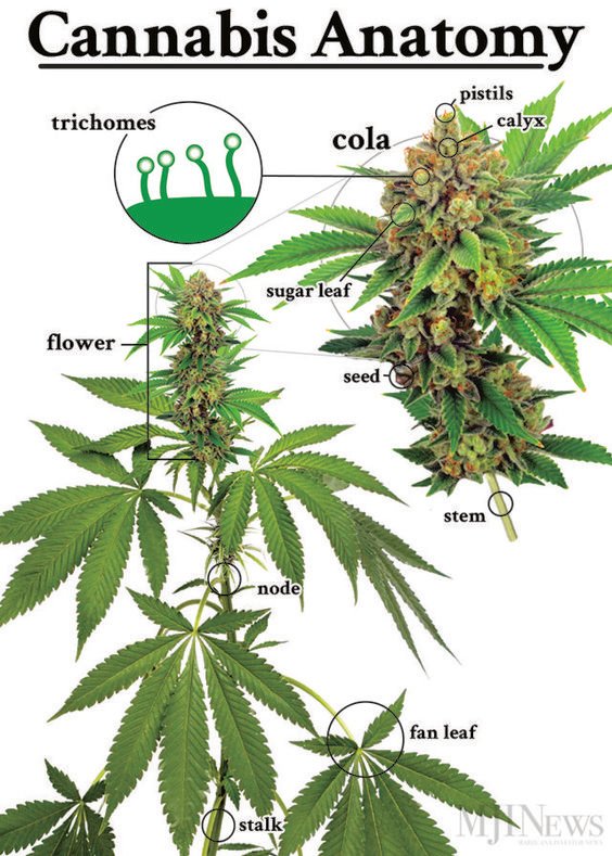 cannabis anatomy