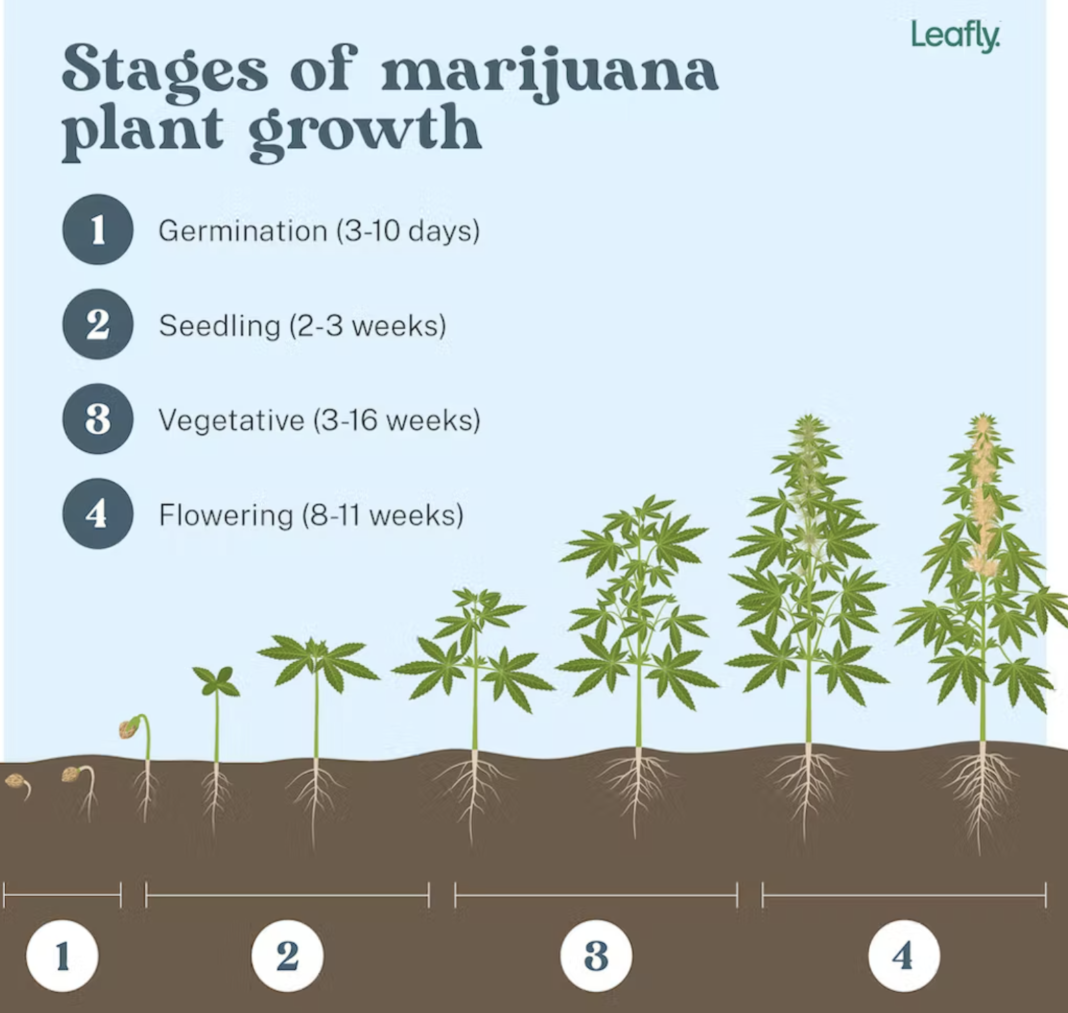 The life cycle of a cannabis plant - GreenHappiness.org