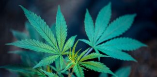 Cannabis legislation in Thailand green plant