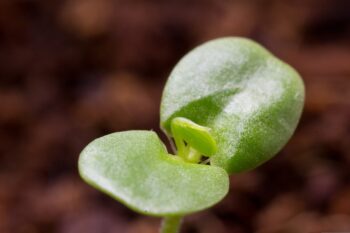 Cotyledons