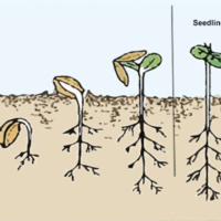 germination of cannabis