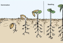 germination of cannabis