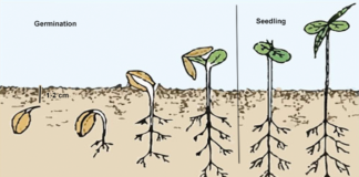 germination of cannabis