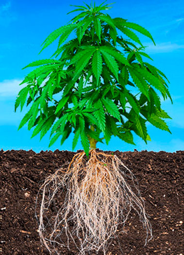 Cannabis roots