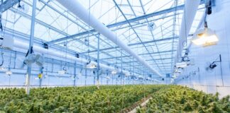 Light guide for cannabis plants green plants on white metal frame